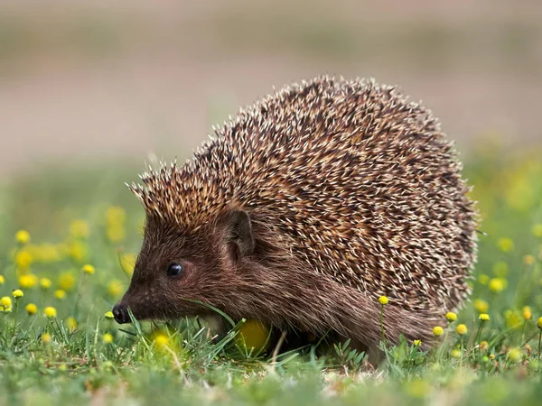 European Hedgehog Erinaceus Europaeus Natuiral Habitat — Stock Photo, Image