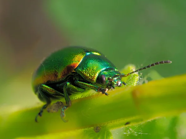 Kleurrijke Bug Blad Cryptocephalus Sericeus — Stockfoto