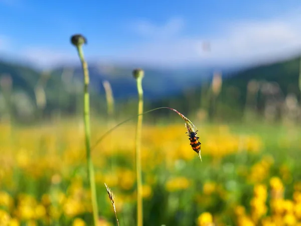 Little Fly Insect Beetle Green Leaf Natural Habitat — Stock Photo, Image