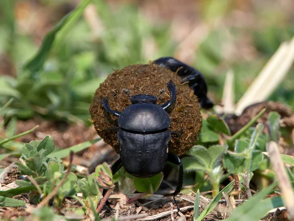 Tierra Aburrido Insecto Escarabajo Estiércol Primavera —  Fotos de Stock