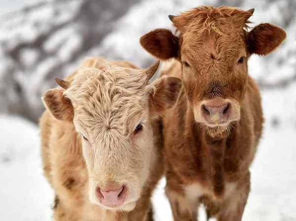 Calves Outdoor Winter — Stock Photo, Image