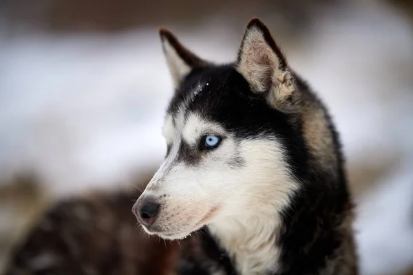 冬の屋外シベリアン ハスキー犬の肖像画 — ストック写真