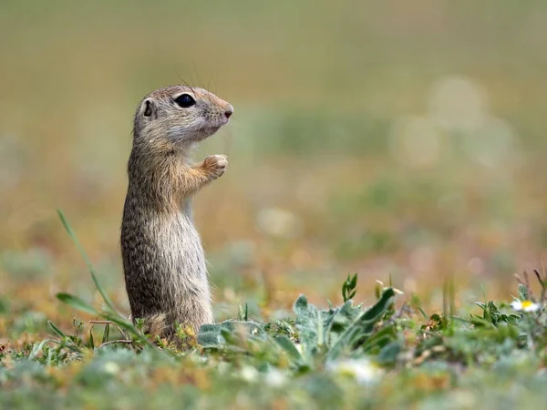自然栖息地的欧洲地面松鼠 — 图库照片