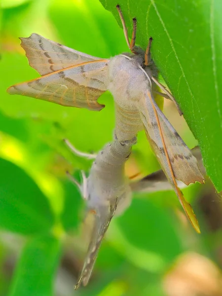 Poplar Hawk Moth Laothoe Populi Pair Mating Green Leaf — Stock Photo, Image