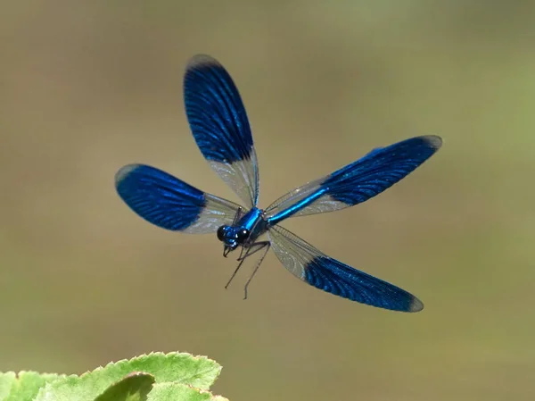 Dragonfly Venku Létě Coleopteres Splendens — Stock fotografie