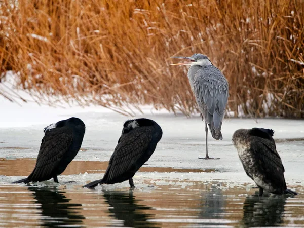 Γκρι Ερωδιός Στο Φυσικό Βιότοπο Ardea Cinerea Και Κορμοράνοι — Φωτογραφία Αρχείου