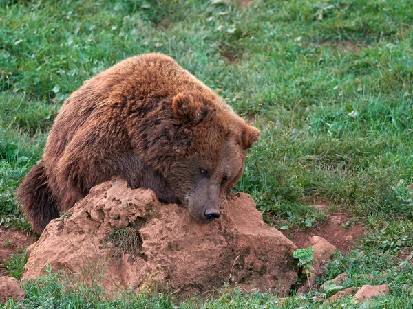 Oso Pardo Euroasiático Ursus Arctos Arctos También Conocido Como Oso — Foto de Stock