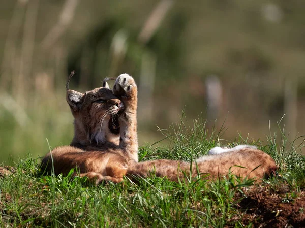 Eurasian Lynx Venkovní Divoké Zvíře Skryté Přírodním Stanovišti Lynx Lynx — Stock fotografie