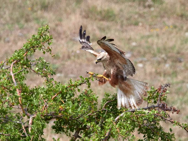 Papagaio Voando Habitat Natural Buteo Rufinus — Fotografia de Stock