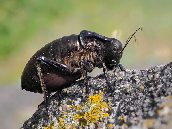 Grote Bellied Cricket Natuurlijke Habitat Bradiphorus Dasiphus — Stockfoto