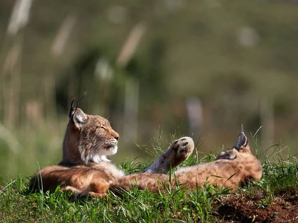 Lince Euroasiático Aire Libre Animal Salvaje Escondido Hábitat Natural Lince —  Fotos de Stock