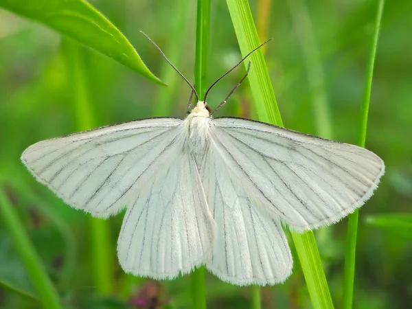 Λευκό Πεταλούδα Σκώρος Αφύσικο Ενδιαίτημα — Φωτογραφία Αρχείου