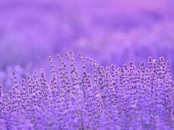 Lavendelblüten Auf Dem Feld Sommer — Stockfoto