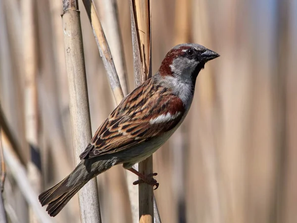Španělsky Sparrow Passer Hispaniolensis Přirozeném Prostředí — Stock fotografie