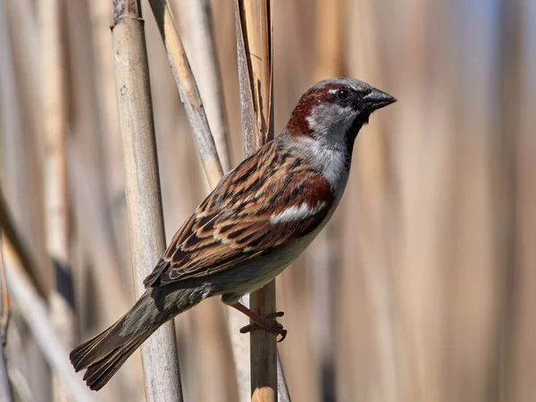 Wróbel Passer Hispaniolensis Naturalnym Środowisku — Zdjęcie stockowe