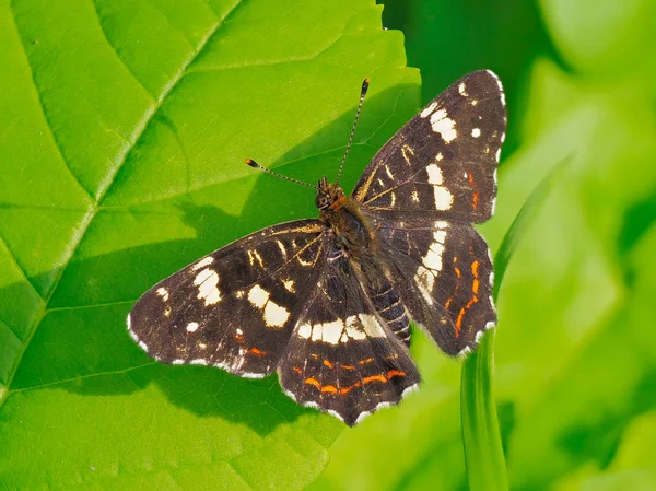 Beau Papillon Assis Sur Feuille Joli Plan Macro Papillon Est — Photo