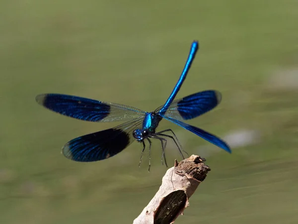 Dragonfly Είναι Υπαίθρια Καλοκαίρι Coleopteres Splendens — Φωτογραφία Αρχείου