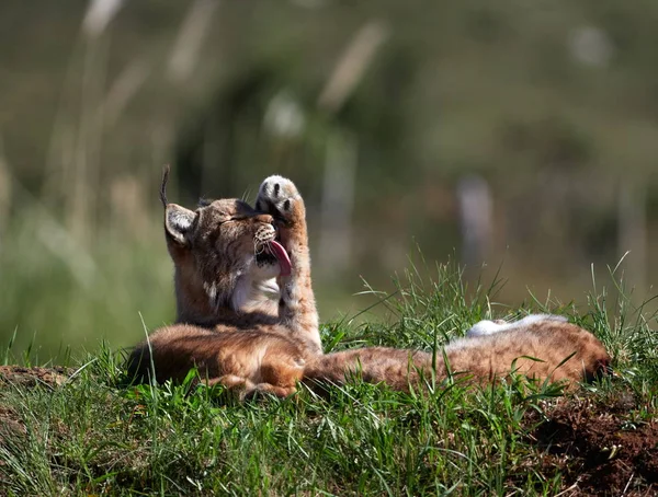Eurasian Lynx Вулиці Дика Тварина Захована Природному Середовищі Рись — стокове фото