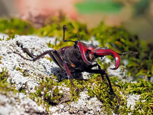 Escarabajo Ciervo Lucanus Cervus Hábitat Natural — Foto de Stock