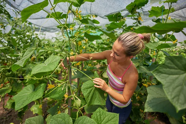 若い女性狩り夏の庭で新鮮な野菜を笑顔 — ストック写真