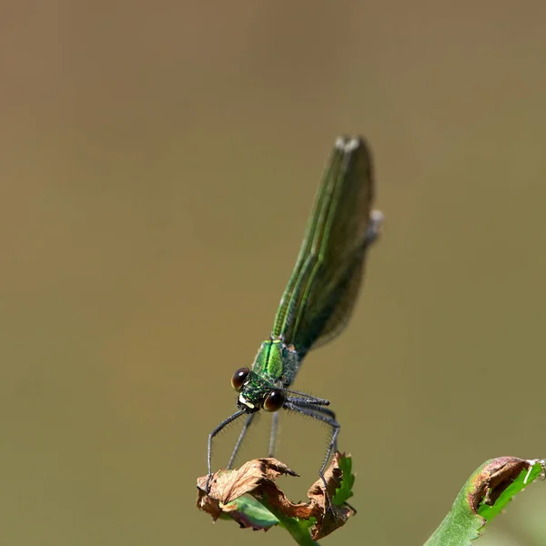 Dragonfly Venku Létě Coleopteres Splendens — Stock fotografie