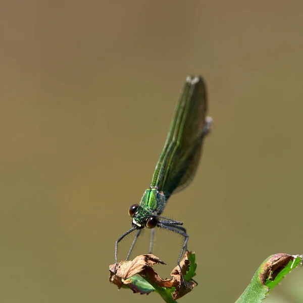 Dragonfly Είναι Υπαίθρια Καλοκαίρι Coleopteres Splendens — Φωτογραφία Αρχείου