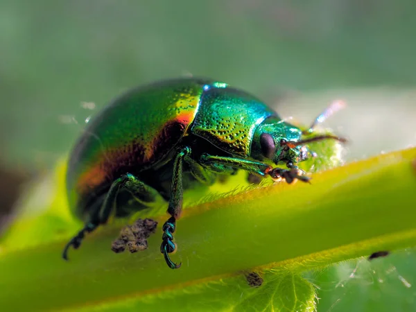 Colorful Bug Leaf Cryptocephalus Sericeus — Stock Photo, Image