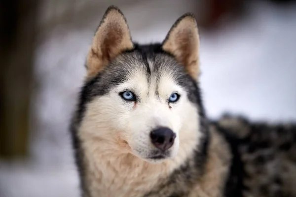 Siberian Husky Pies Portret Odkryty Zimie — Zdjęcie stockowe