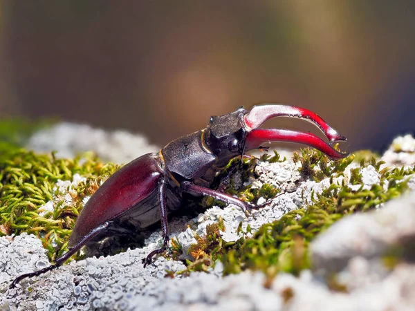 Stag Beetle Lucanus Cervus Естественной Среде Обитания — стоковое фото