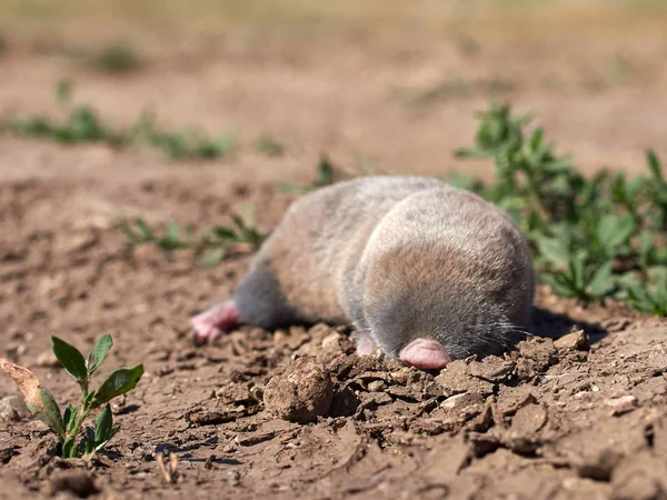 Rata Topo Menor Nannospalax Leucodon Hábitat Natural — Foto de Stock