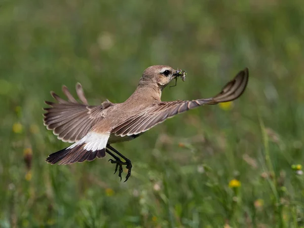 Isabel Tapuit Oenanthe Isabellina Veld Het Voorjaar Met Piek Vol — Stockfoto