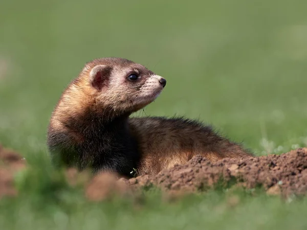 Steppe Weasels Mask Polecats Mustela Eversmanii Természetes Élőhelyen Dobrogea Románia — Stock Fotó