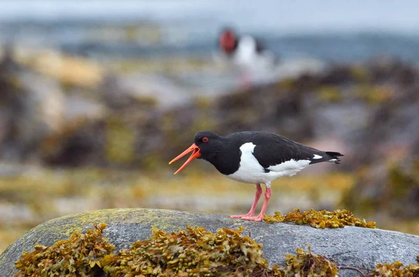 Avrasya Istiridye Yakalayıcısı Haematopus Ostralegus — Stok fotoğraf