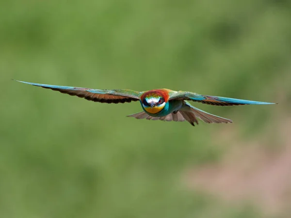 지에서 Merops Apiaster — 스톡 사진