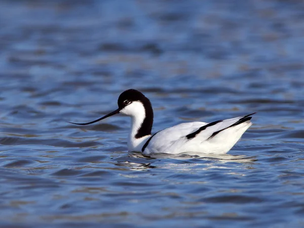 Pied Avocet Recurvirostra Avosetta Lago Migración —  Fotos de Stock