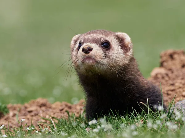 Steppe Weasels Masked Polecats Mustela Eversmanii Natural Habitat Dobrogea Romania — Stock Photo, Image