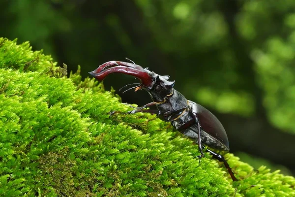 Escarabajo Ciervo Lucanus Cervus Hábitat Bosque Natural — Foto de Stock