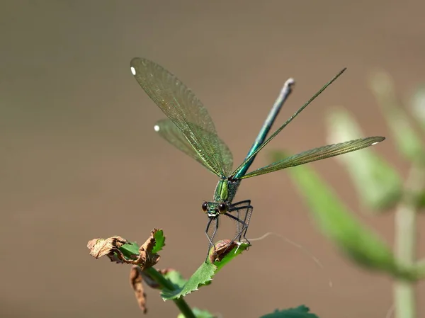 Dragonfly Outdoor Summer Coleopteres Splendens — Stock Photo, Image