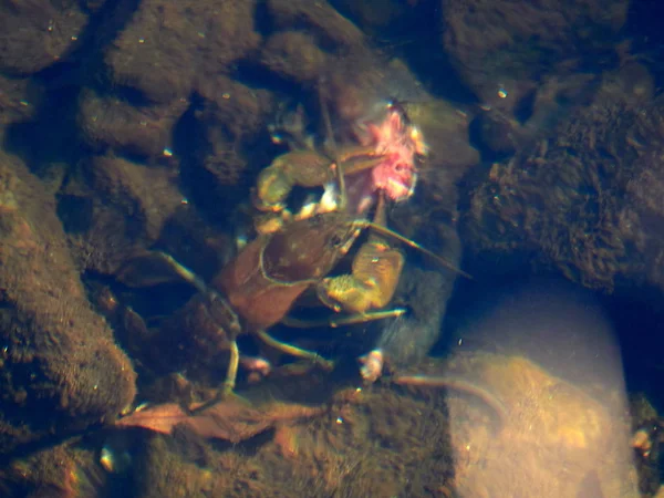 Lagostins Europeus Astacus Astacus Também Conhecido Como Lagostins Nobres — Fotografia de Stock