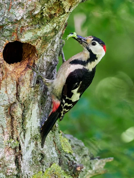 Middle Spotted Woodpecker Dendrocopos Medius Natural Habitat — Stock Photo, Image