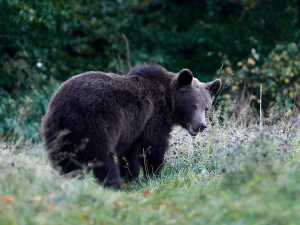 Urso Pardo Eurasiático Ursus Arctos Arctos Também Conhecido Como Urso — Fotografia de Stock