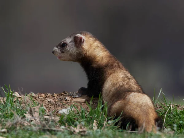 Steppe Weasels Mask Polecats Mustela Eversmanii Természetes Élőhelyen Dobrogea Románia — Stock Fotó