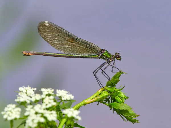 Dragonfly Utomhus Sommaren Coleopteres Splendens — Stockfoto