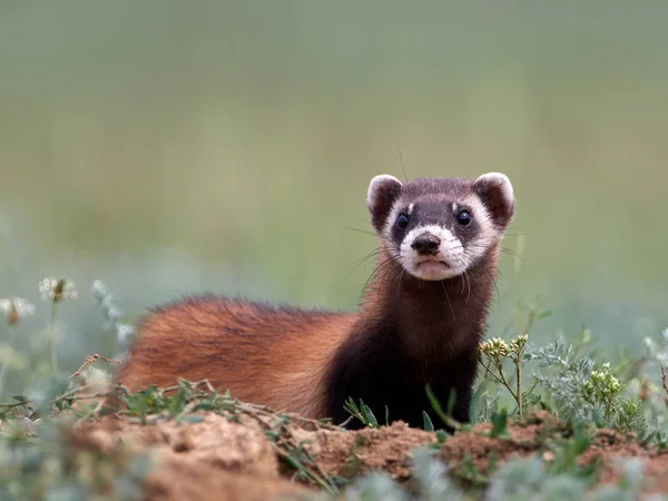 루마니아 도브로게아 서식지에 스테페 족제비 족제비 Mustela Eversmanii — 스톡 사진