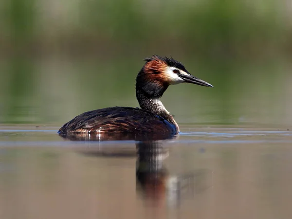 Oiseau Aquatique Sur Lac Podiceps Cristatus — Photo