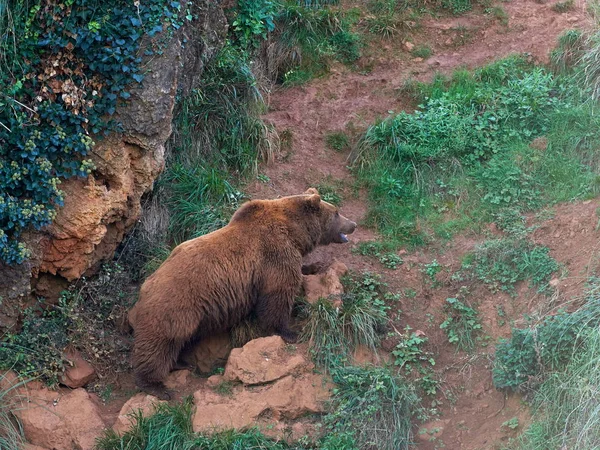 ユーラシア ブラウン ベアー Ursus Arctos Arctos ヨーロッパのブラウン ベアーとも呼ばれる — ストック写真