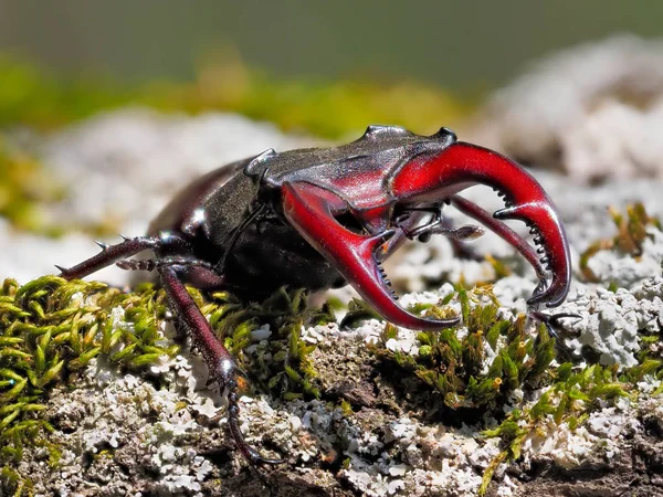 Coléoptère Cerf Lucanus Cervus Dans Habitat Naturel — Photo