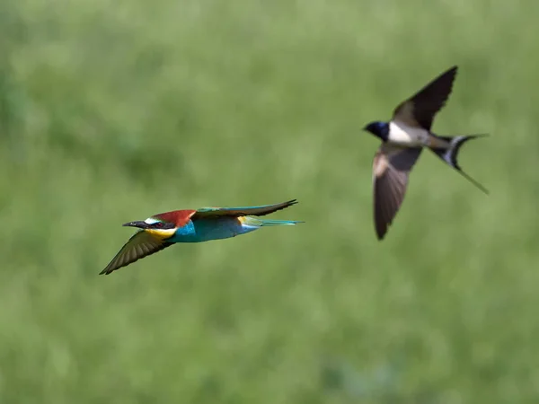 Europäische Bienenfresser Merops Apiaster Natürlichen Lebensraum — Stockfoto