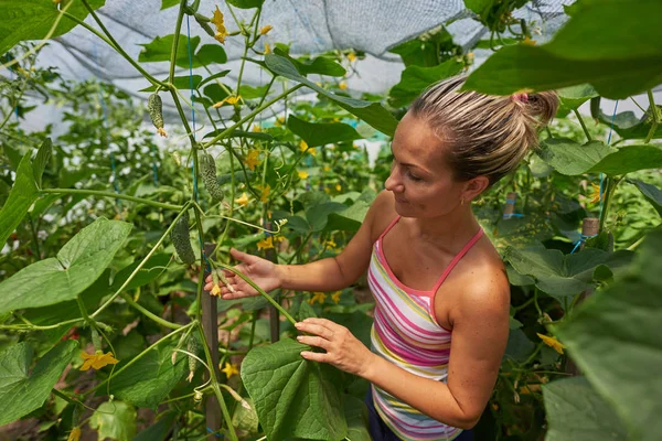 Joven Mujer Sonriente Recogiendo Verduras Frescas Jardín Verano —  Fotos de Stock