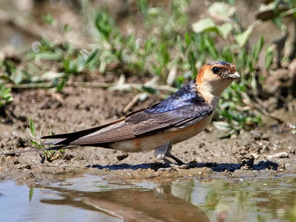 Roodstuitzwaluw Cecropis Daurica Rusten Grond Zijn Leefgebied — Stockfoto